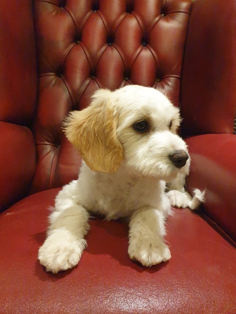 gumtree cavachon